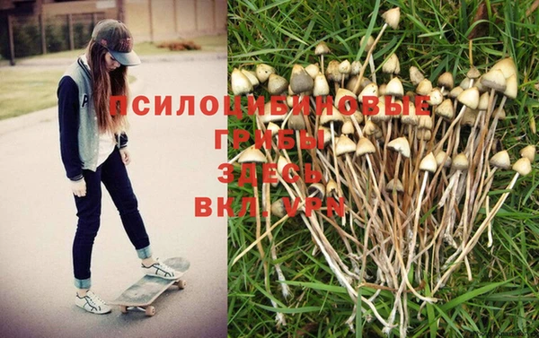 прущие грибы Алексеевка